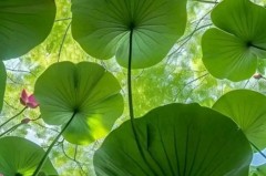 鲁尼炮轰曼联现状引发热议，曼联内部人士回应改革议题